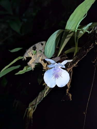 Warczewiczella amazonica, photograph 4