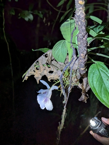 Warczewiczella amazonica, photograph 5