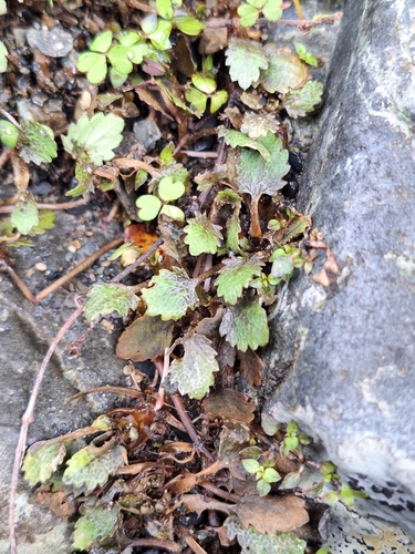 Gunnera dentata, photograph 3