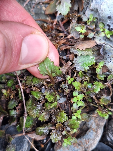 Gunnera dentata, photograph 4