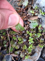 (c) Oscar Dove, some rights reserved (CC BY) Gunnera dentata, photograph (c) Oscar Dove, some rights reserved (CC BY)