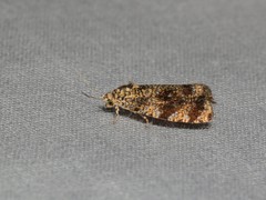 Olethreutes astrologana