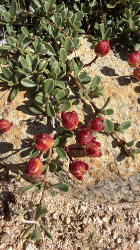 Ceanothus pumilus, photograph 3