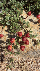 Ceanothus pumilus, photograph (c) harrii, some rights reserved (CC BY)
