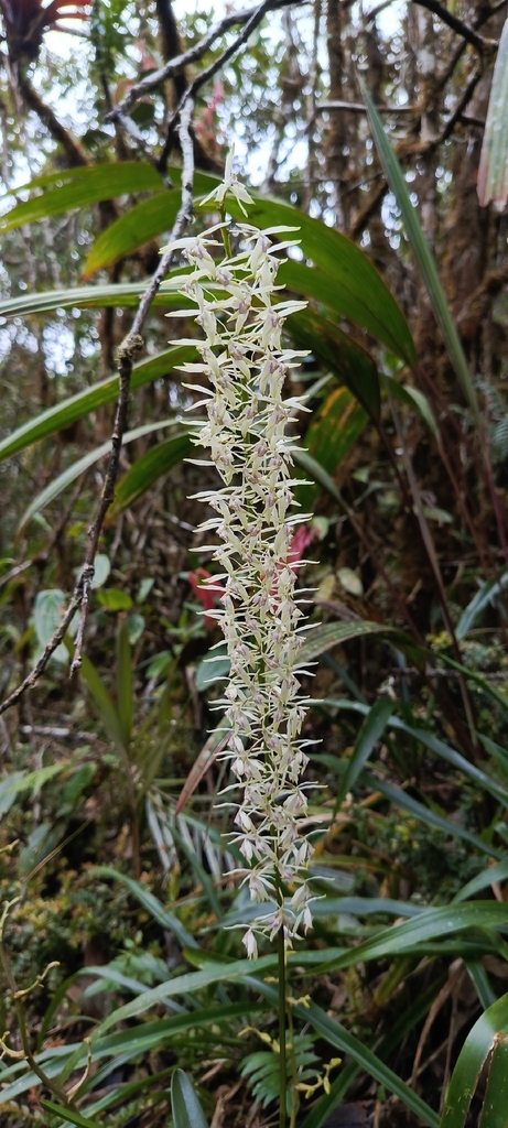 Epidendrum chiquiribambense Hágsater & Dodson