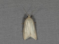Clepsis clemensiana