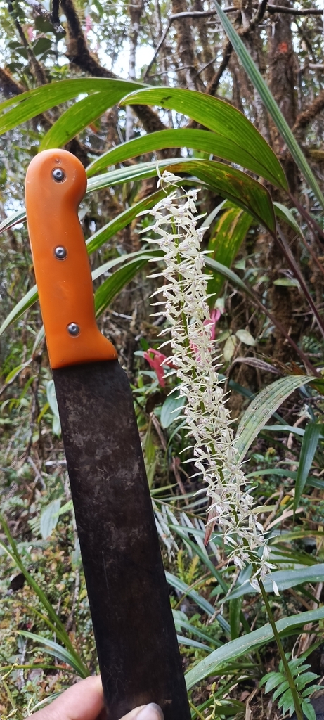 Epidendrum chiquiribambense Hágsater & Dodson 2