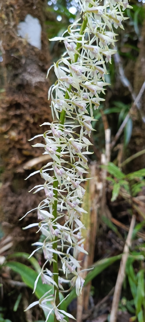 Epidendrum chiquiribambense Hágsater & Dodson 3