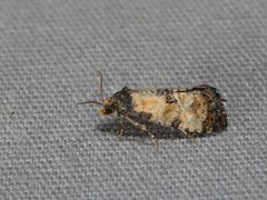 Neocochylis dubitana