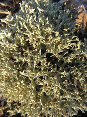 Cladonia amaurocraea