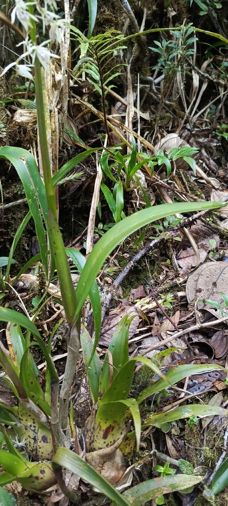 Epidendrum chiquiribambense Hágsater & Dodson 4
