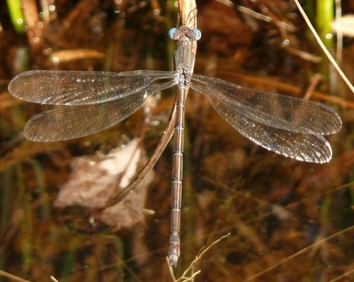Great Spreadwing
