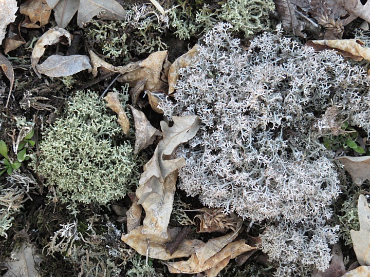 Cladonia rangiferina image