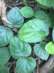 Geophila