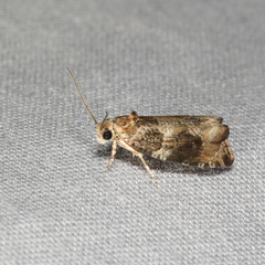 Olethreutes appendiceum