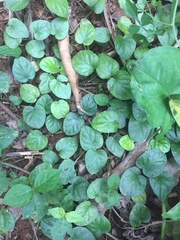 Geophila