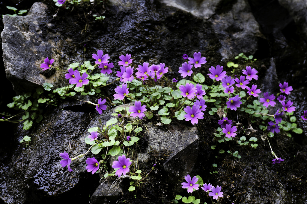 Primavera