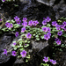 Primula juliae - Photo (c) giorgimailo,  זכויות יוצרים חלקיות (CC BY-NC), הועלה על ידי giorgimailo