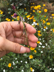 Caulanthus heterophyllus