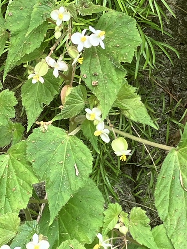 Begonia wallichiana