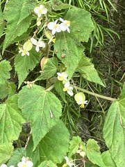 Begonia wallichiana