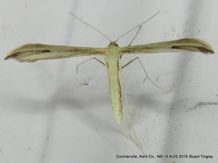 Hellinsia pectodactylus