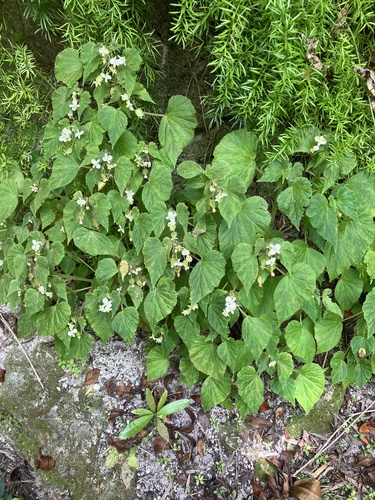 Begonia wallichiana, photograph 2