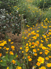 Caulanthus heterophyllus