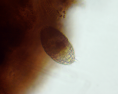 Colepidae