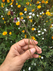 Caulanthus heterophyllus