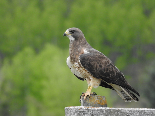 Swainson's Hawk, photo 8 of 10