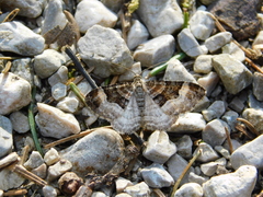 Xanthorhoe biriviata