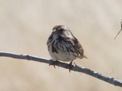 Melospiza melodia image