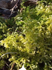 Eurhynchium angustirete