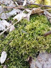 Eurhynchium angustirete