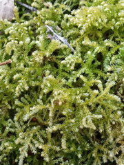 Eurhynchium angustirete