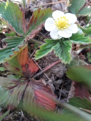 Fragaria viridis