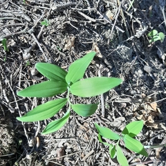 Polygonatum odoratum