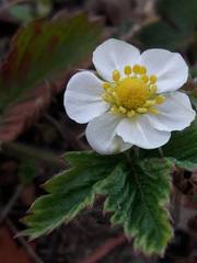 Fragaria viridis
