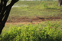 Esacus recurvirostris