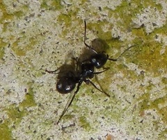 Camponotus arminius