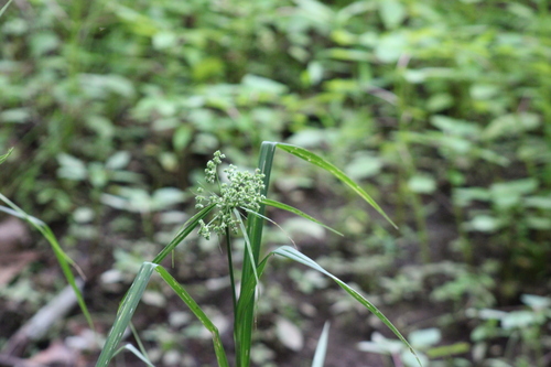 Scirpus georgianus iNat (2)