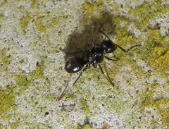 Camponotus arminius