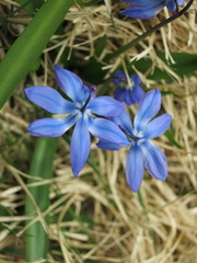 Scilla siberica