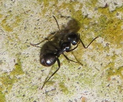 Camponotus arminius