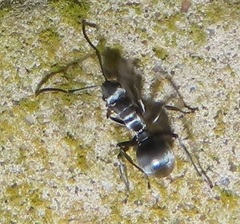 Polyrhachis schlueteri