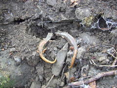 Speleomantes italicus