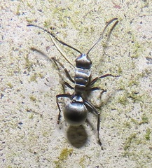 Polyrhachis schlueteri