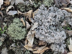 Cladonia amaurocraea