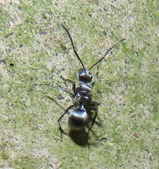 Polyrhachis schlueteri